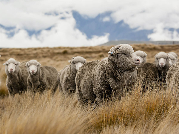 Why do we like wool products?