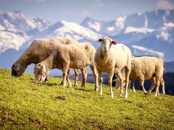 Five reasons to wear merino wool underwear all year round